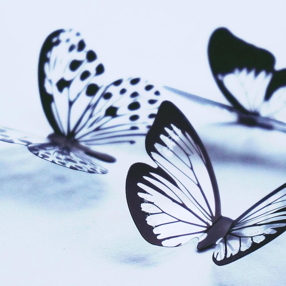 Three black and white butterflies, floating in a white (off white? Light white? Teashell white background.
