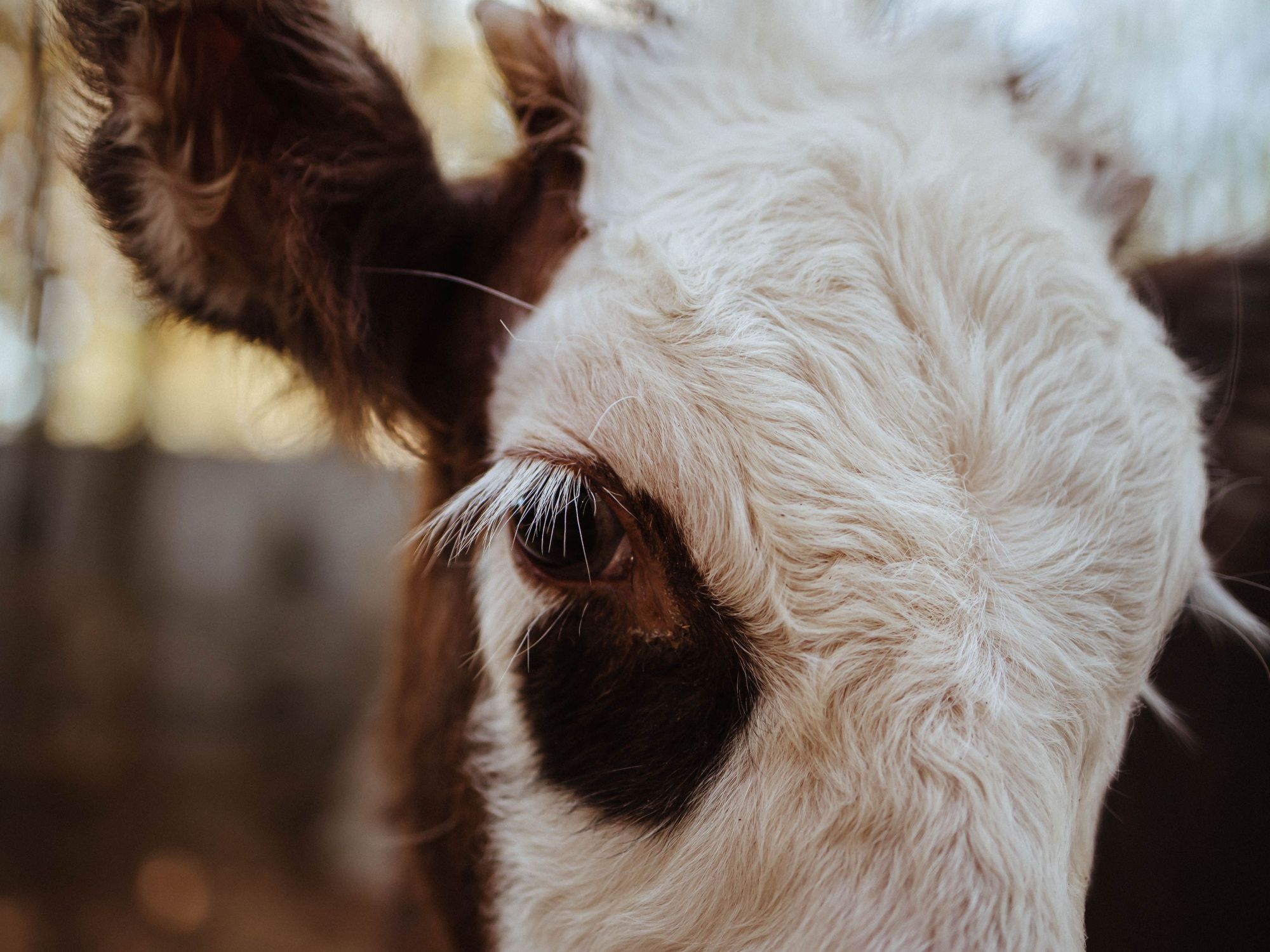 A close up image of a brown and white calf (cow). Photo Courtesy of Mariya Klyachko
