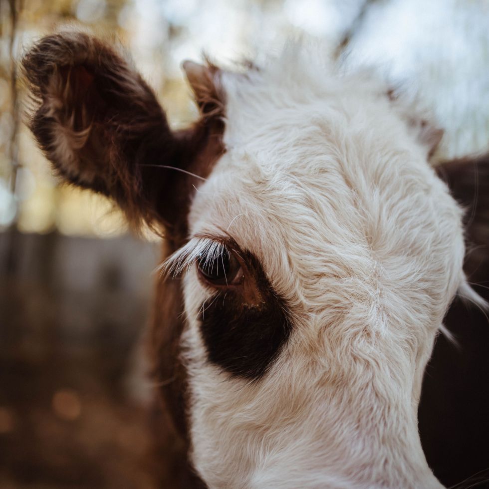 A close up image of a brown and white calf (cow). Photo Courtesy of Mariya Klyachko
